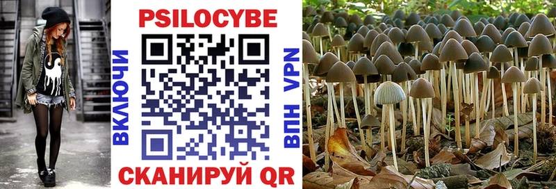 Галлюциногенные грибы Psilocybine cubensis  Купить где  Александровское 